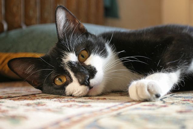 Cat Laying Down