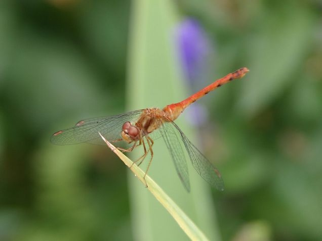 Dragonfly