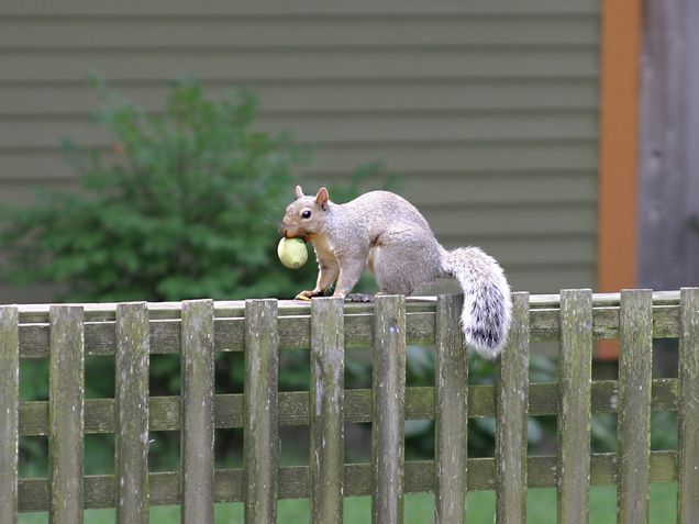Squirrel on Fence
